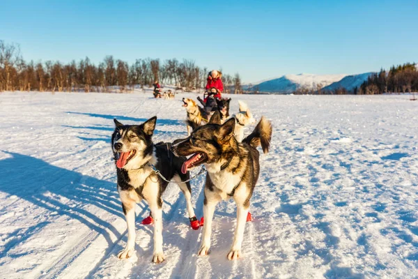 Husky Honden Zijn Slee Met Familie Trekken Zonnige Winterdag Noord — Stockfoto