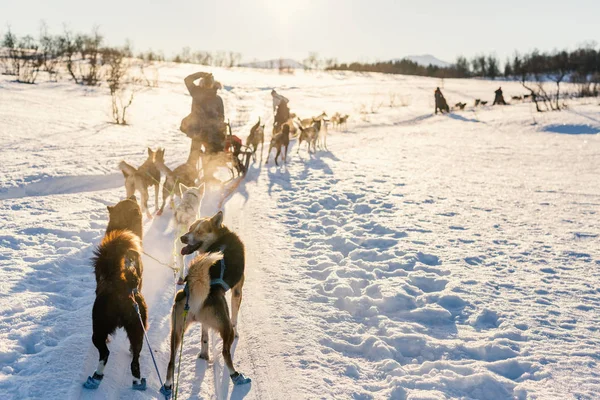 Упряжках Husky Собак Північній Норвегії — стокове фото