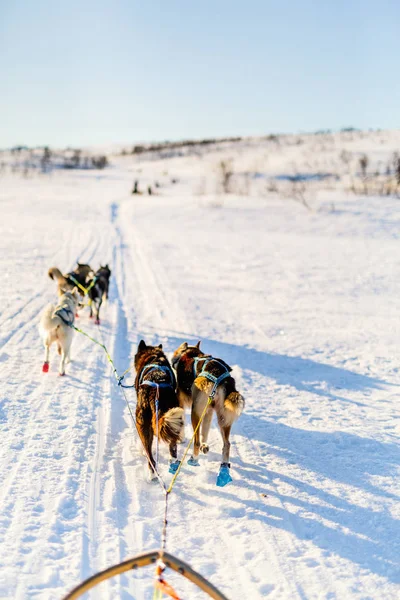 Luge Avec Chiens Husky Dans Nord Norvège — Photo