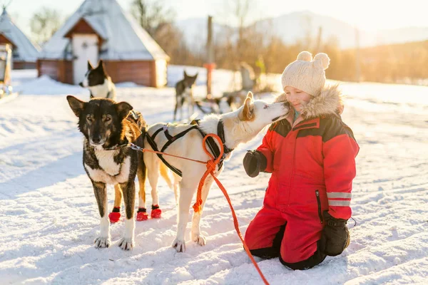 Rozkošný Dívka Mazlit Husky Spřežení Farmě Severním Norsku — Stock fotografie