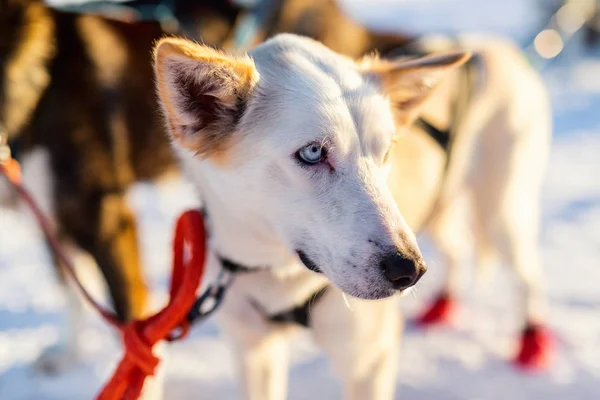 Husky Zwinger Besuch Nordnorwegen — Stockfoto