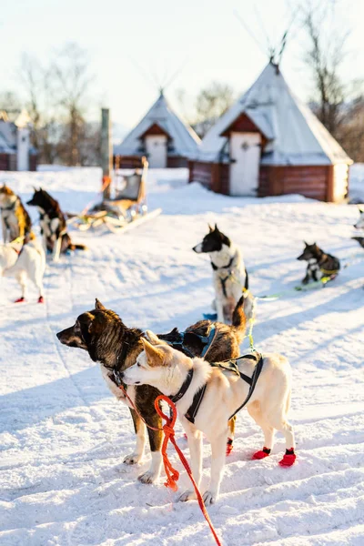 在挪威北部的赫斯基犬舍访问 — 图库照片