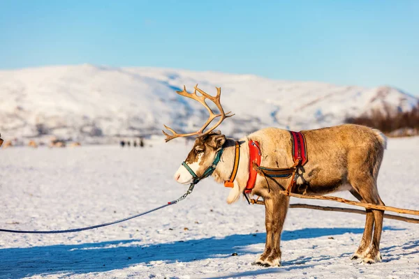 Крупним Планом Оленів Потягнувши Саньми Північній Норвегії Сонячний Зимовий День — стокове фото