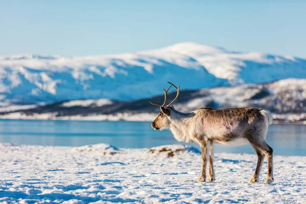 挪威北部的驯鹿在阳光明媚的冬日里拥有惊险的峡湾风光 — 图库照片