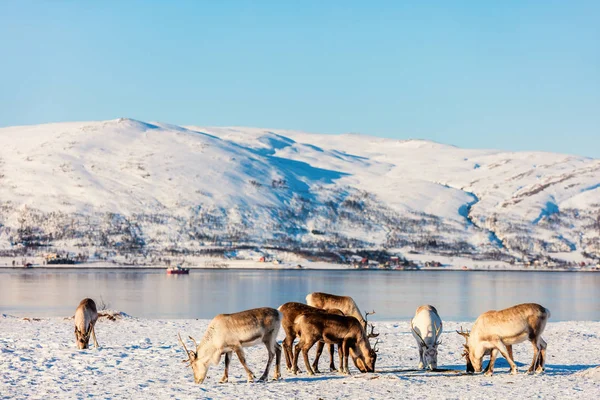 冬の晴れた日には息をのむようなフィヨルドの景色を持つ北部ノルウェーのトナカイ — ストック写真