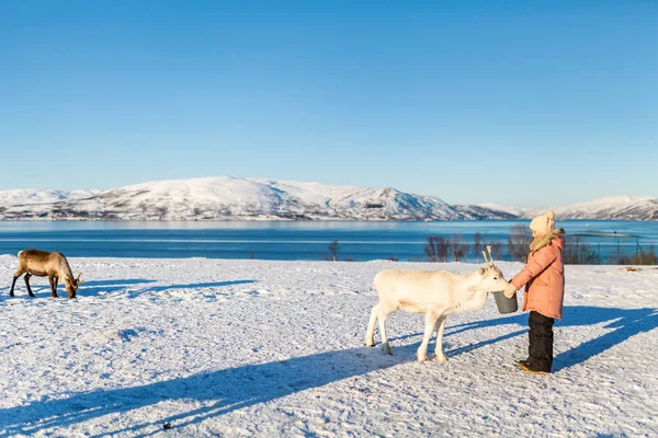 Little Girl Feeding Reindeer Sunny Winter Day Northern Norway — Stock Photo, Image