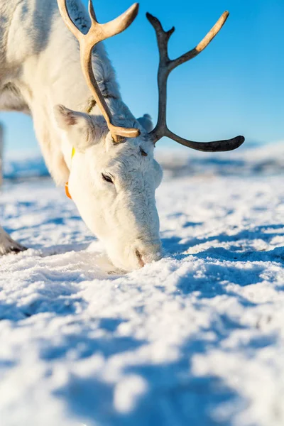 Κοντινό Πλάνο Ταράνδων Στη Βόρεια Νορβηγία Ηλιόλουστη Χειμερινή Ημέρα — Φωτογραφία Αρχείου