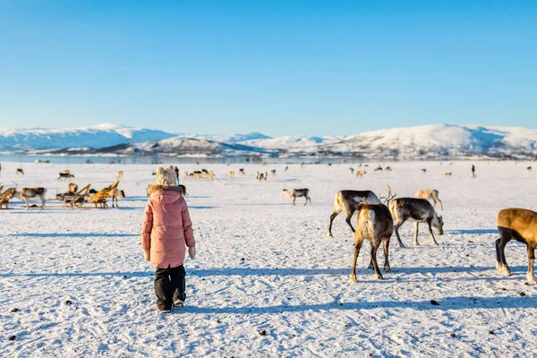 Küçük Kız Reindeers Tarafından Güneşli Kış Gününde Kuzey Norveç Çevrili — Stok fotoğraf