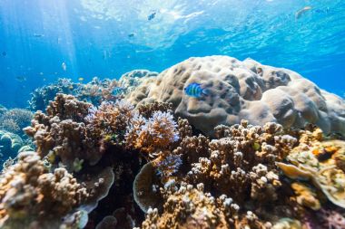 Güzel renkli mercan resif ve tropikal balık suyun altında Palau