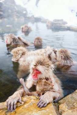 Snow Monkeys Japanese Macaques bathe in onsen hot springs of Nagano, Japan clipart