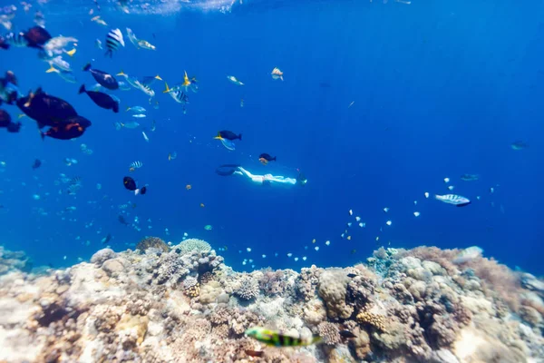 Víz Alatti Fotó Snorkeling Szabad Búvárkodás Palau Korallzátony Trópusi Tiszta — Stock Fotó