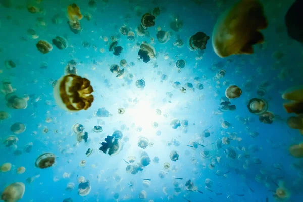 Underwater Photo Endemic Golden Jellyfish Lake Palau Snorkeling Jellyfish Lake — Stock Photo, Image