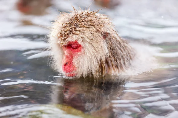 Manliga Snö Monkey Japanska Makak Bada Onsen Varma Källorna Nagano — Stockfoto