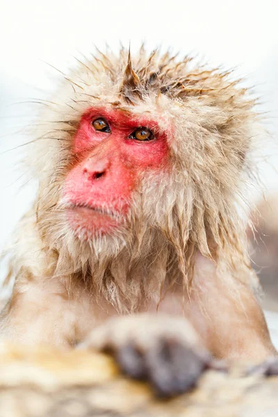 日本长野冬眠温泉中的雪猴日本猕猴洗澡 — 图库照片