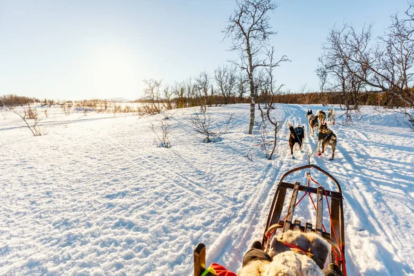Husky Honden Zijn Slee Met Meisje Trekken Zonnige Winterdag Noord — Stockfoto