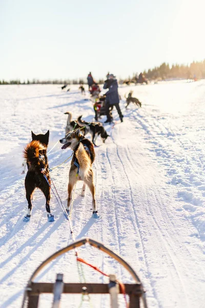Slittino Con Cani Husky Nel Nord Della Norvegia — Foto Stock