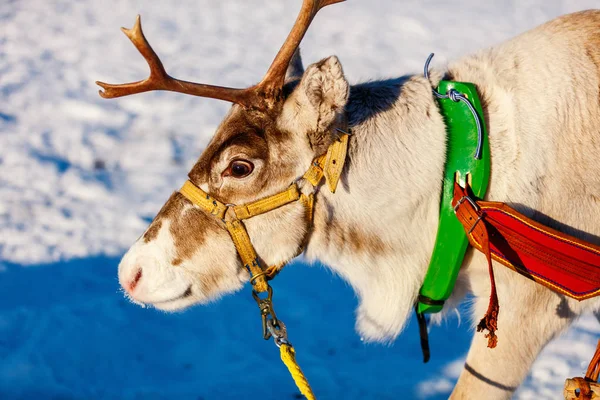 Close Van Rendieren Trekken Een Slee Noord Noorwegen Zonnige Winterdag — Stockfoto