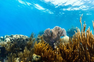 Güzel renkli mercan resif Karayipler