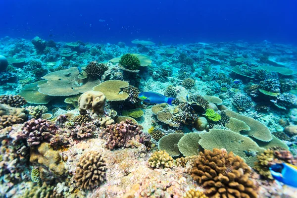 美丽多彩的珊瑚礁和热带鱼水下在马尔代夫 — 图库照片
