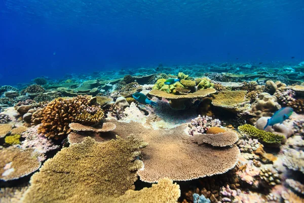 Bella Barriera Corallina Colorata Pesci Tropicali Sott Acqua Alle Maldive — Foto Stock