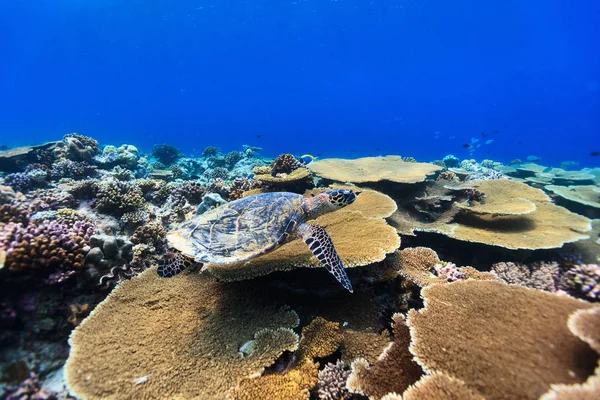 Falkenschildkröte Schwimmt Unter Wasser Korallenriff — Stockfoto