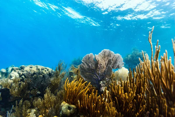 Prachtig Kleurrijk Koraalrif Caribisch Gebied — Stockfoto