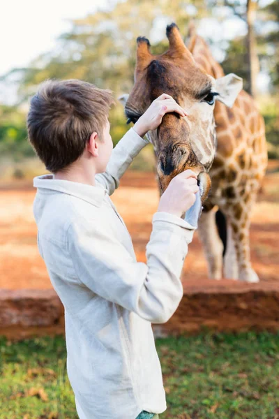 Νεαρό Εφηβικό Αγόρι Σίτιση Καμηλοπάρδαλη Στην Αφρική — Φωτογραφία Αρχείου