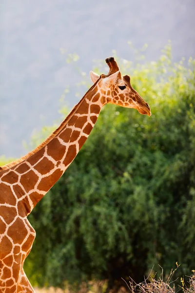 Reticulated Giraffe One Samburu Special Five Kenya Africa — Stock Photo, Image