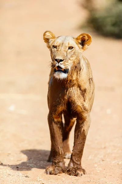 Leão Fêmea Reserva Nacional Quênia — Fotografia de Stock