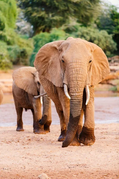 Ελέφαντες Στο Πάρκο Σαφάρι Κοντινό Πλάνο — Φωτογραφία Αρχείου