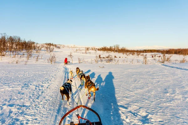 Sledding Com Cães Husky Norte Noruega — Fotografia de Stock