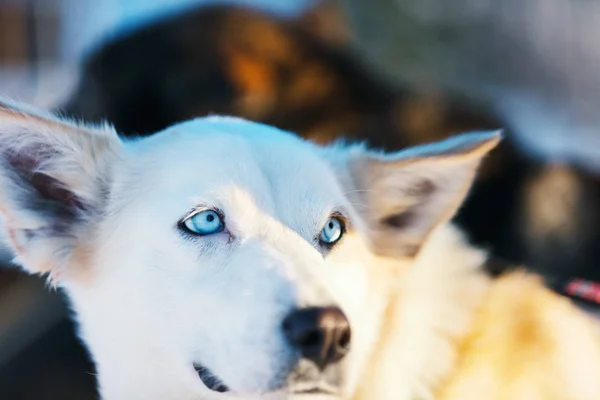 Husky Kennel Návštěva Severním Norsku — Stock fotografie