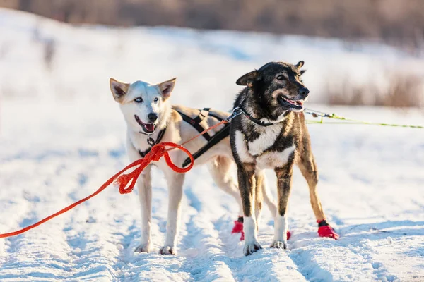 Visita Perrera Husky Norte Noruega —  Fotos de Stock