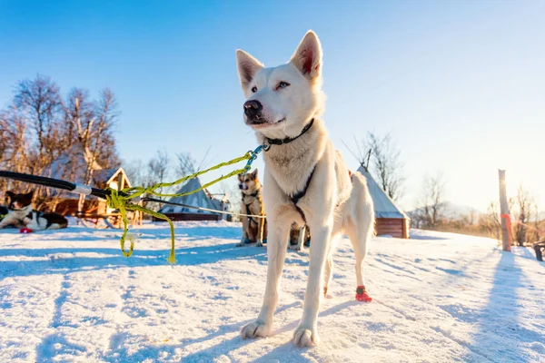 Husky Kennel Visit Northern Norway — Stock Photo, Image
