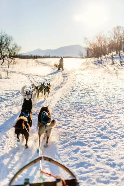 Rodelen Met Husky Honden Noord Noorwegen — Stockfoto