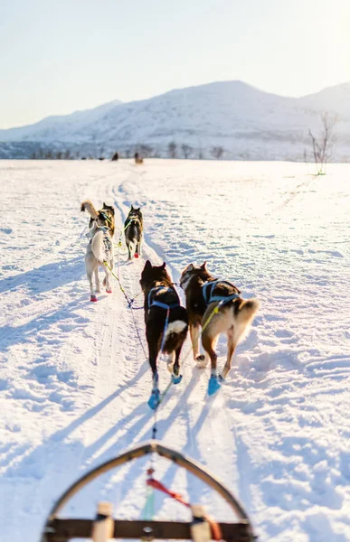 Sledding Com Cães Husky Norte Noruega — Fotografia de Stock