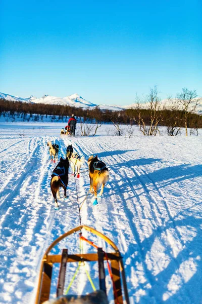 Luge Avec Chiens Husky Dans Nord Norvège — Photo