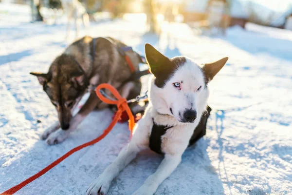 Visita Perrera Husky Norte Noruega —  Fotos de Stock