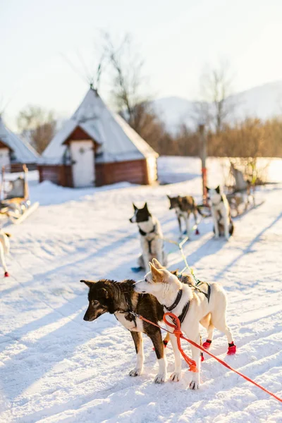 Visita Perrera Husky Norte Noruega —  Fotos de Stock