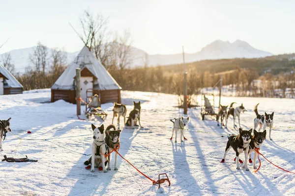 Husky Kennel Bezoek Noord Noorwegen — Stockfoto