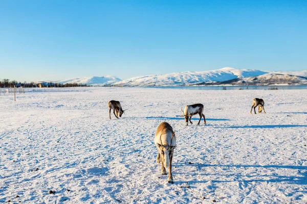 晴れた冬の日に息をのむフィヨルド景色とノルウェー北部でトナカイ — ストック写真