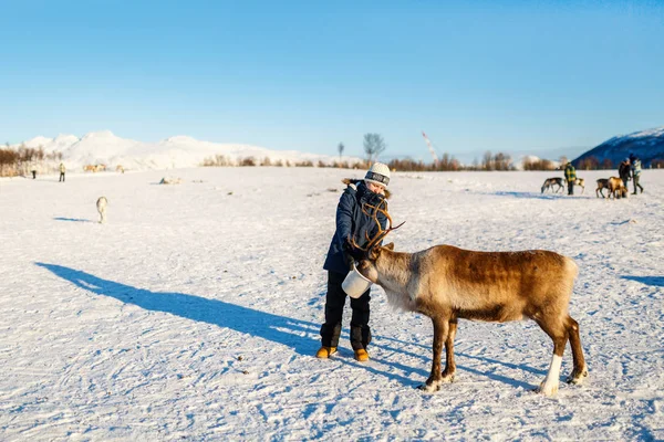 Ragazzo Adolescente Circondato Molte Renne Nella Soleggiata Giornata Invernale Nel — Foto Stock