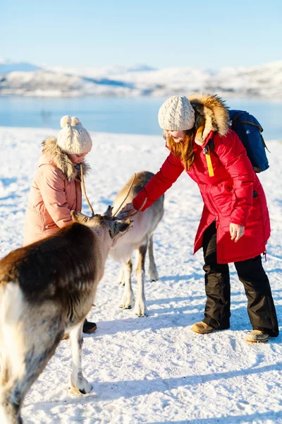 Family Mother Her Daughter Outdoors Feeding Reindeers Sunny Winter Day — Stock Photo, Image