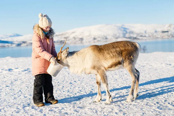 Küçük Kız Ren Geyiği Güneşli Kış Gününde Kuzey Norveç Besleme — Stok fotoğraf