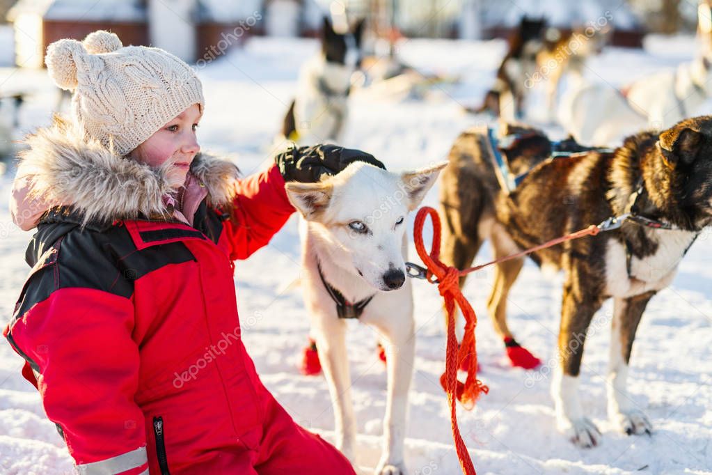 Adorable girl having a cuddle with husky sled dog in a farm in Northern Norway