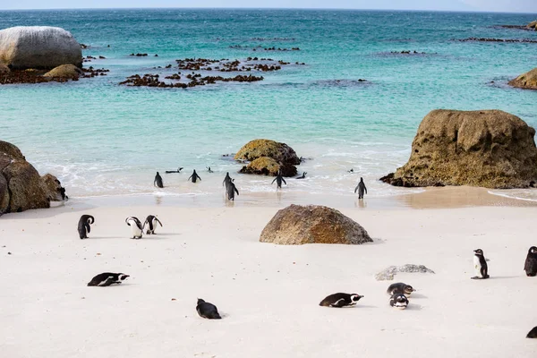 Colônia Pinguins Africanos Praia Boulders Perto Cidade Cabo África Sul — Fotografia de Stock