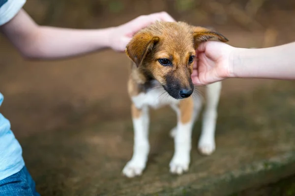 Close Kids Playing Puppy Dog Summer Day Outdoors — Stock Photo, Image