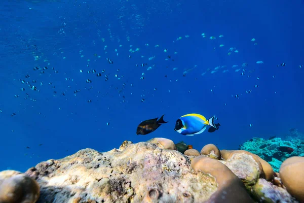 Belo Recife Coral Colorido Peixes Tropicais Subaquáticos Maldivas — Fotografia de Stock