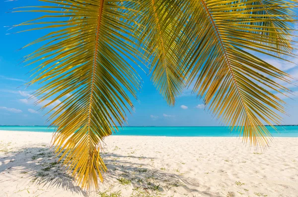 完璧な熱帯白い砂のビーチがココヤシの木 — ストック写真