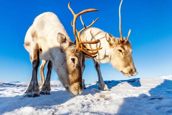 晴れた冬の日にノルウェー北部でトナカイ — ストック写真